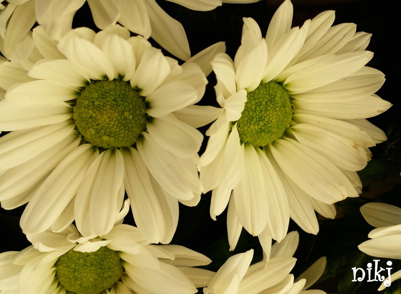 fiori (18).jpg