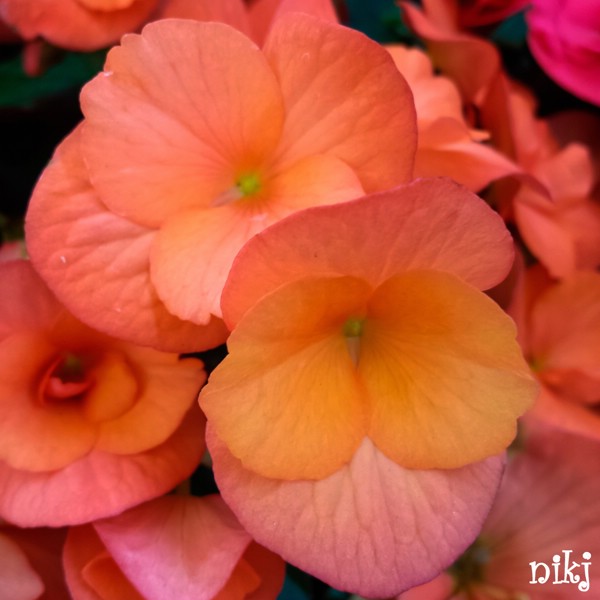 fiori (20).jpg