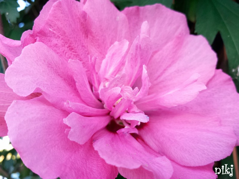 fiori (21).jpg