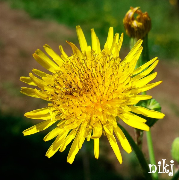 fiori (23).jpg