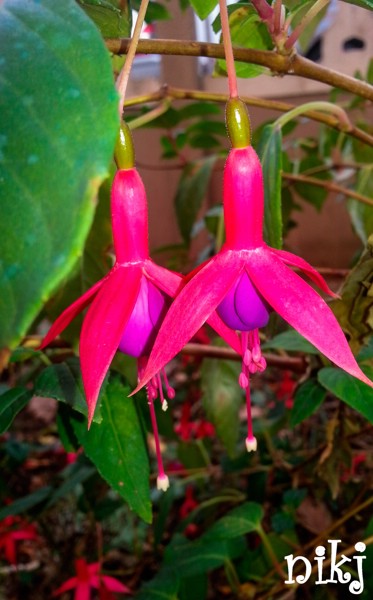 fiori (27).jpg