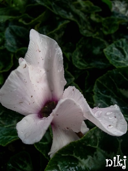 fiori (28).jpg