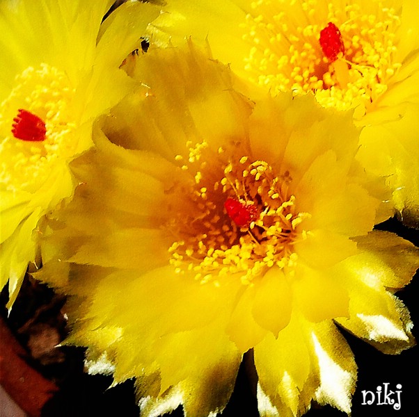fiori-(41).jpg