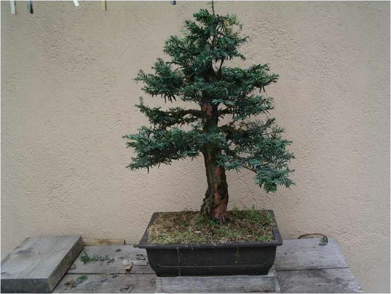 bonsai-tasso_in_lavorazione.jpg