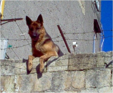 Il cane che si Affaccia - Napoli.jpg